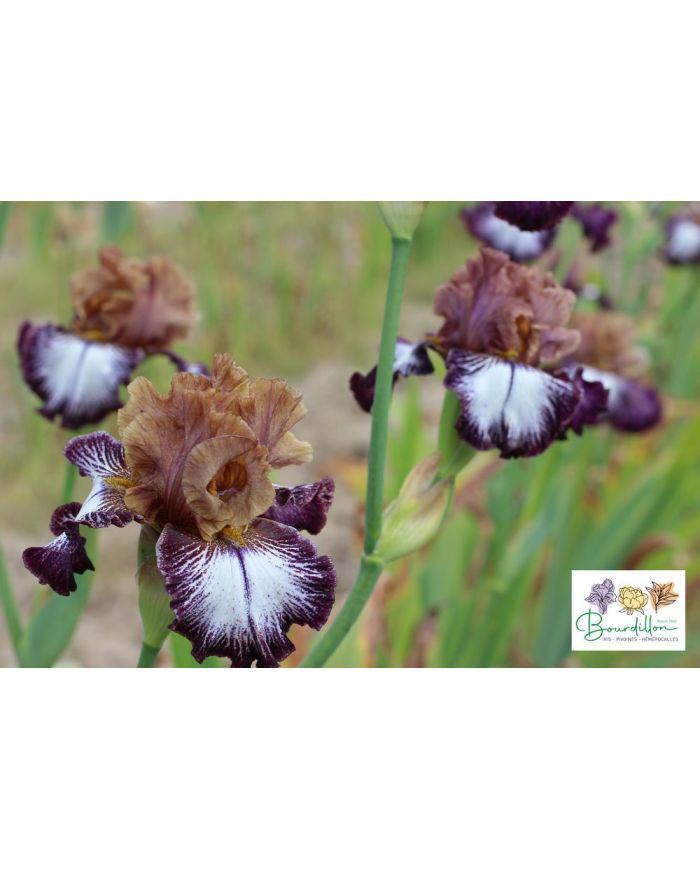 Iris : Courbe Voluptueuse