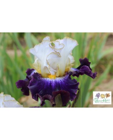 Iris : Bête à Concours