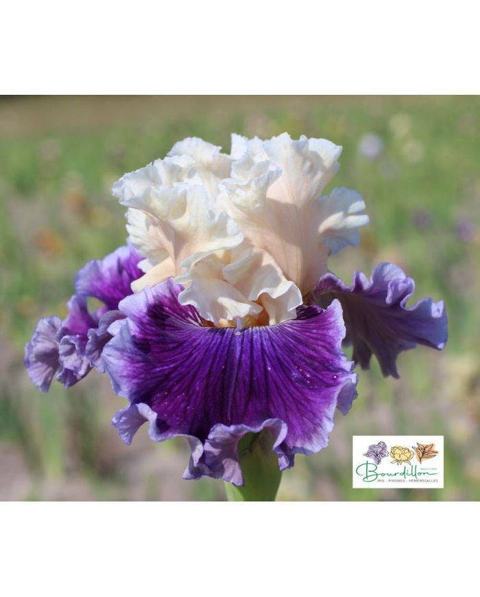 Iris : ô Toulouse