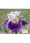 Iris : Mastodonte