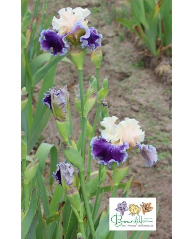 Iris : ô Toulouse