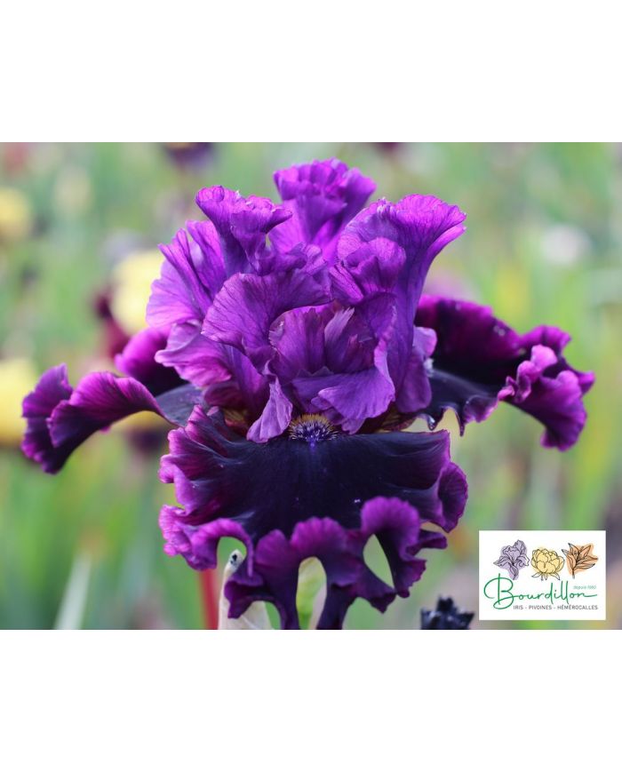 Iris : Aïe Aïe Aïe !