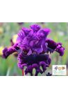 Iris : Mastodonte