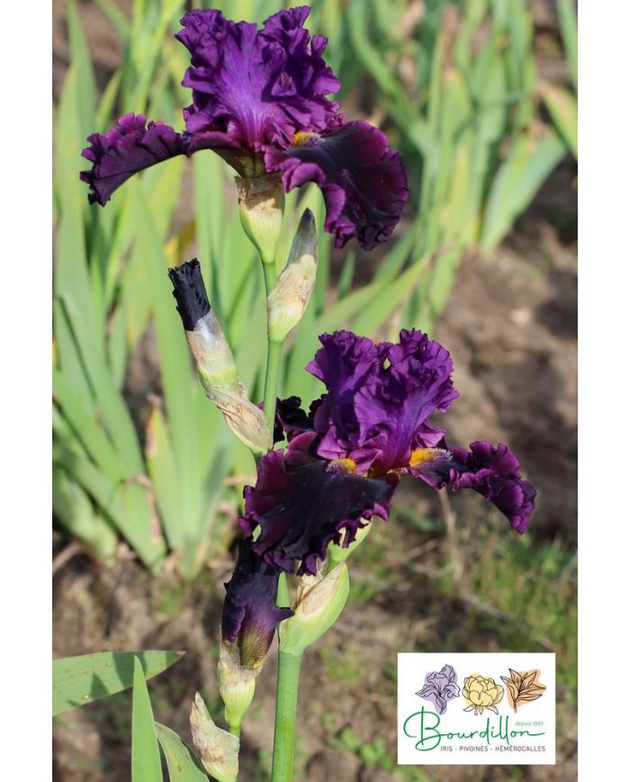Iris : Aïe Aïe Aïe !