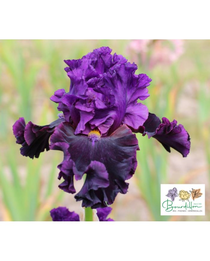 Iris : Aïe Aïe Aïe !