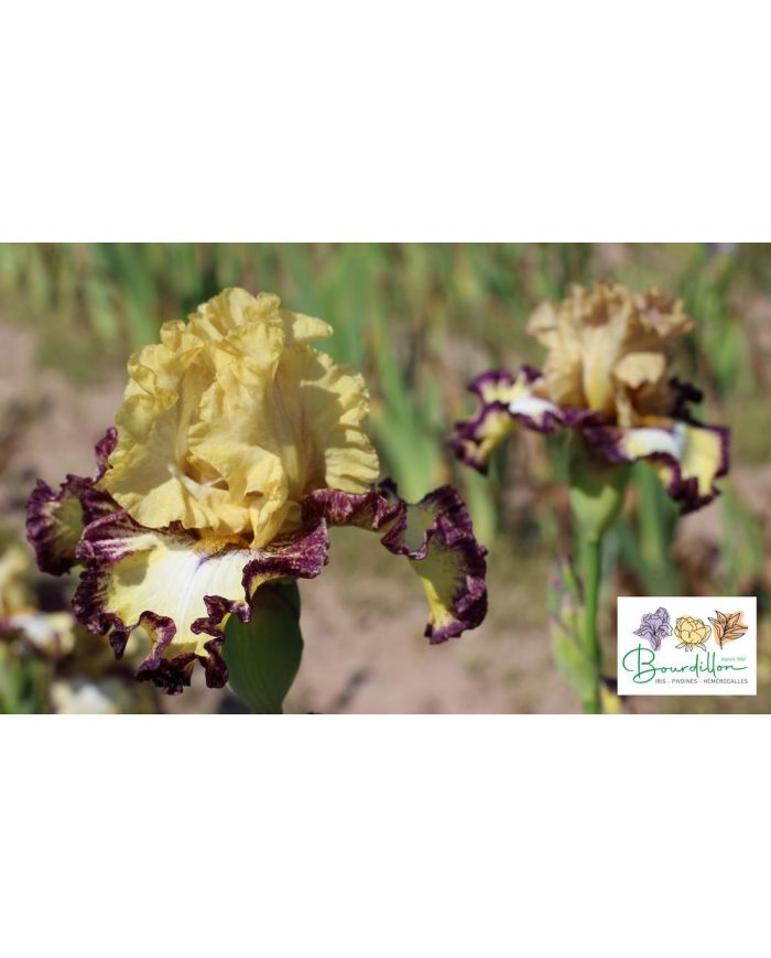 Iris : Comme un Roc