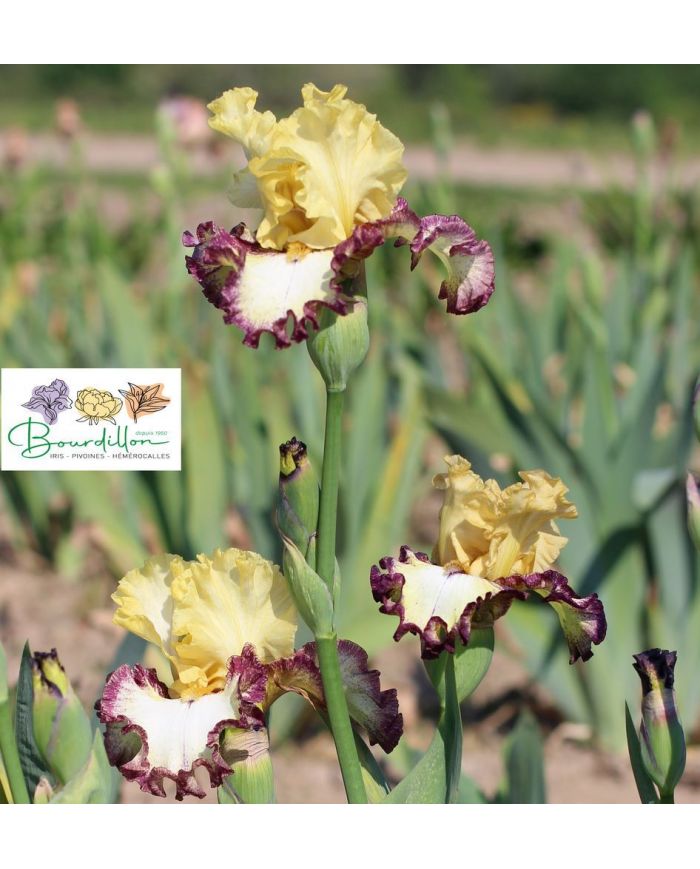 Iris : Comme un Roc
