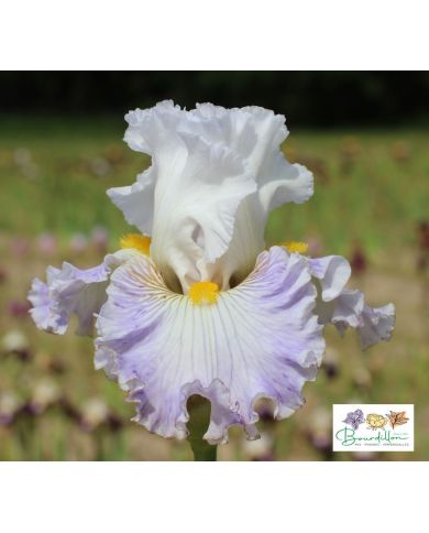 Iris : Elégance Française