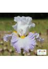 Iris : Neige éternelle