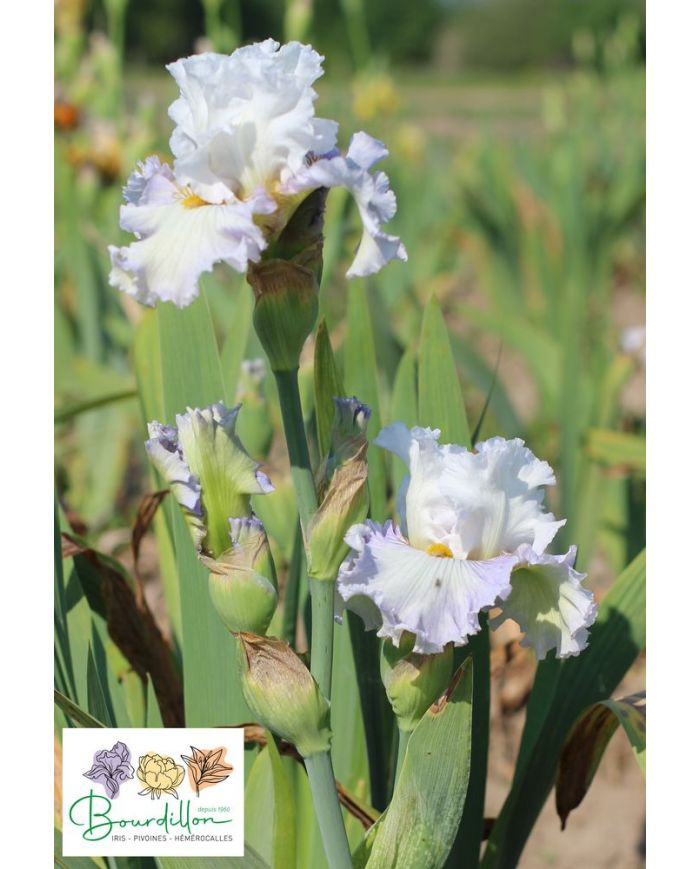 Iris : Elégance Française