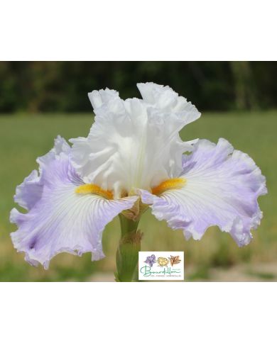 Iris : Elégance Française