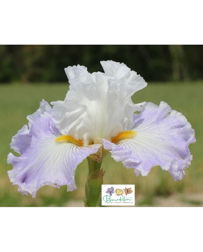Iris : Elégance Française