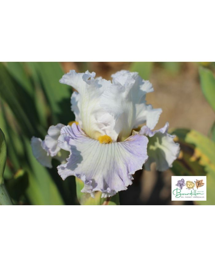 Iris : Elégance Française