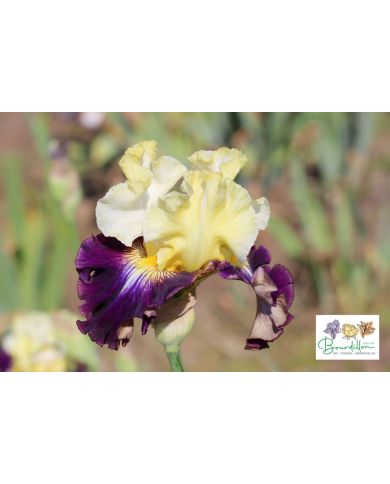 Iris : Fille des Sables
