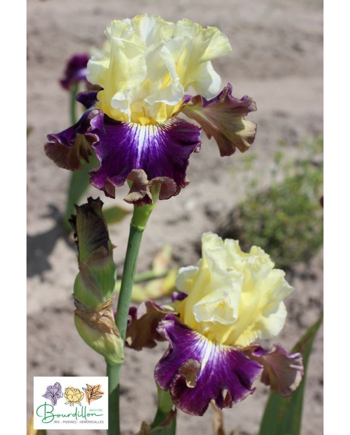 Iris : Fille des Sables