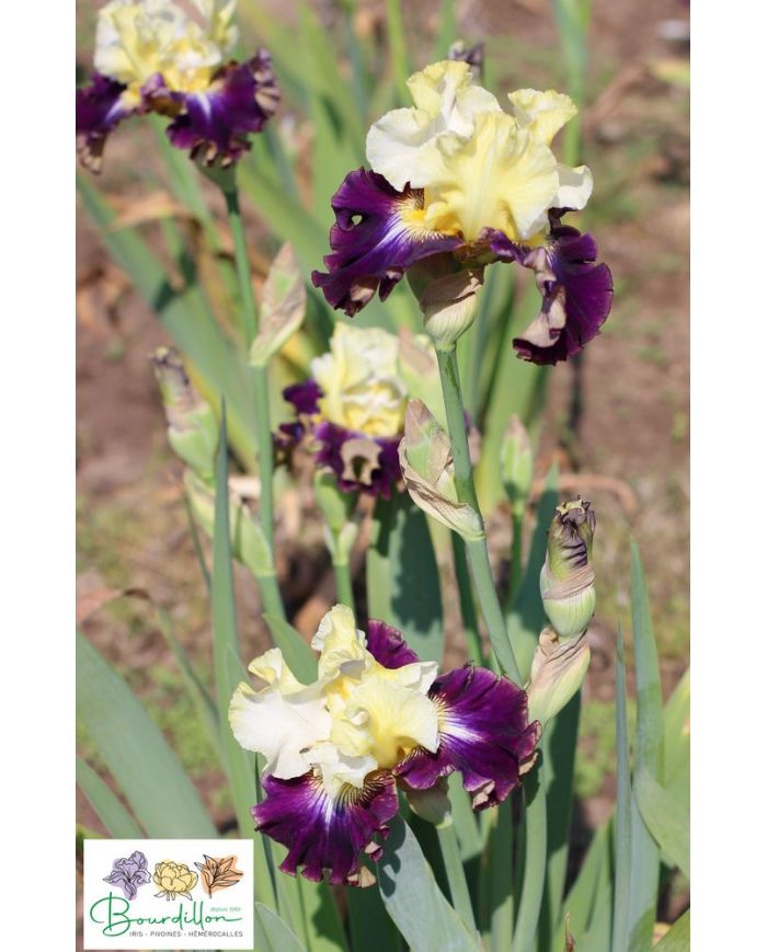 Iris : Fille des Sables