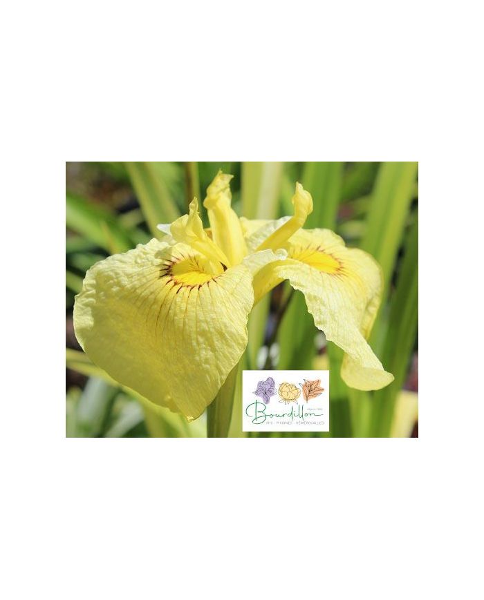 Iris : Aishi No Kagayaki