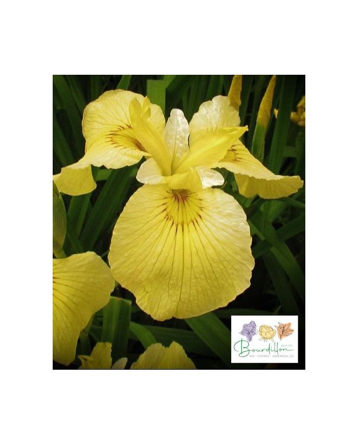 Iris : Aishi No Kagayaki