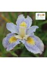 Iris : Chance Beauty