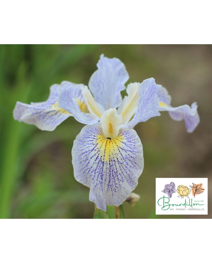 Iris : Elfenkind