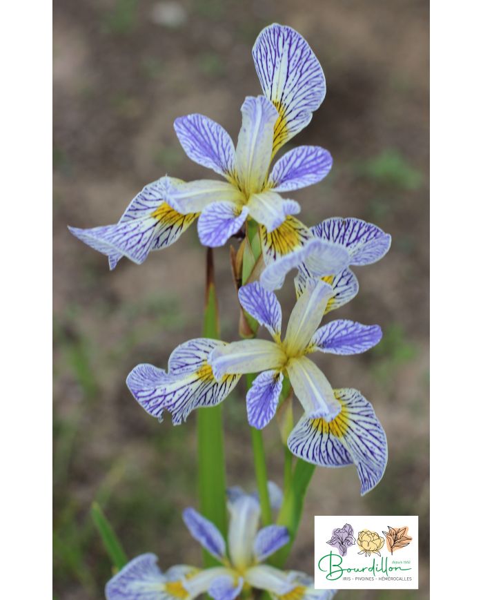 Iris : Roy's Repeater