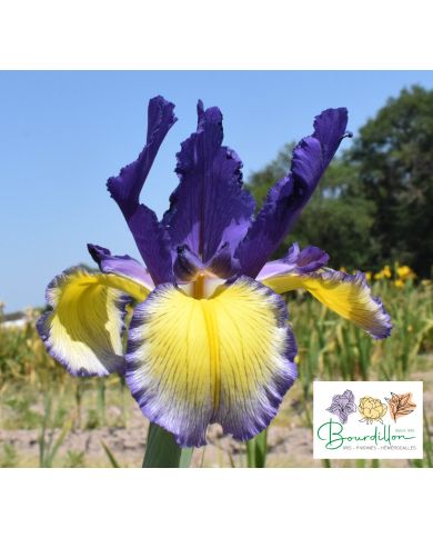 Iris : Color Focus