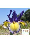 Iris : Golden Ducat