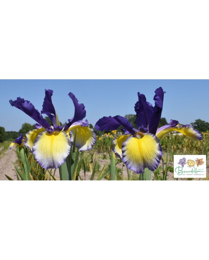 Iris : Color Focus