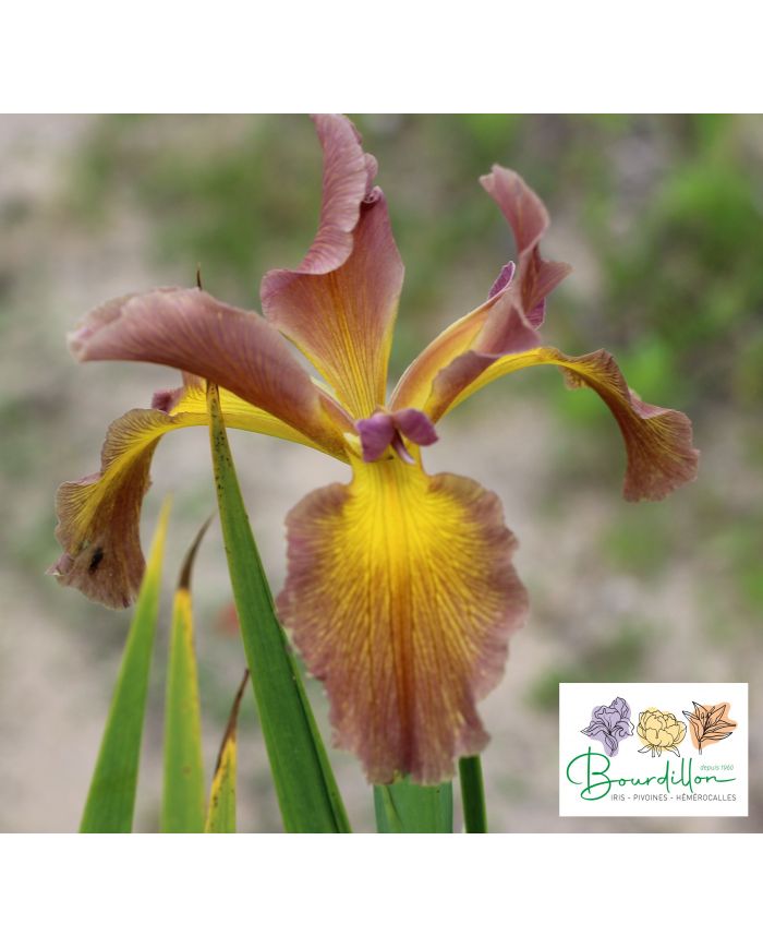 Iris : Highline Coral