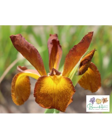 Iris : Kiss Of Caramel