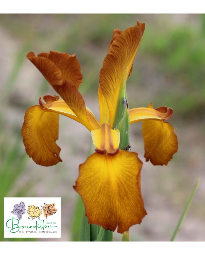 Iris : Missouri Autumn