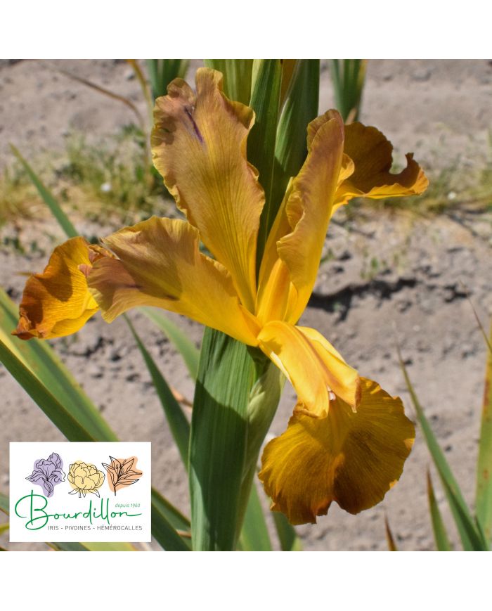 Iris : Missouri Autumn