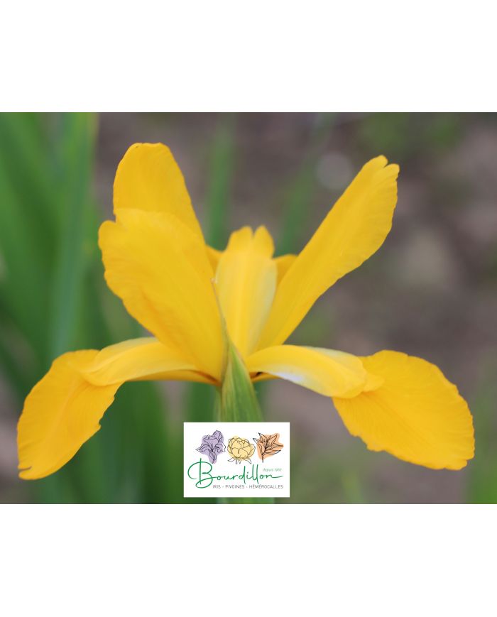 Iris : Missouri Orange