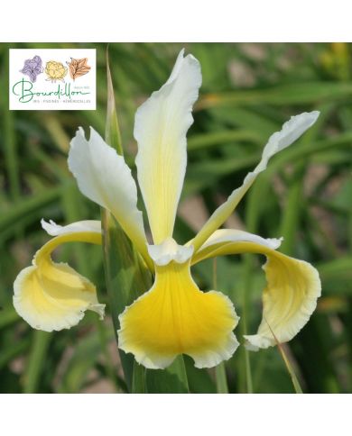 Iris : Ochroleuca