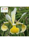 Iris : Elfenkind