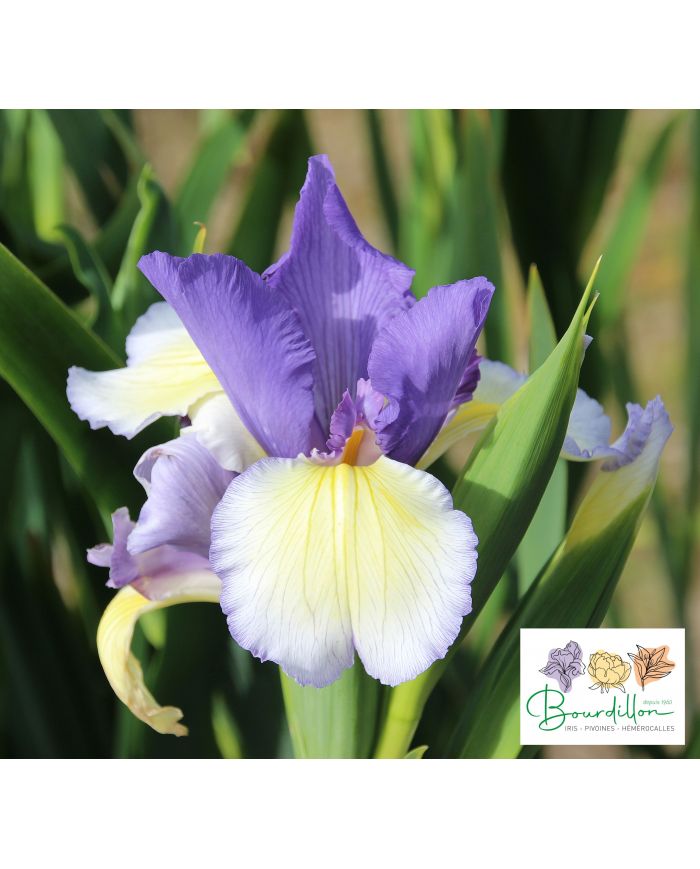Iris : Speeding Star