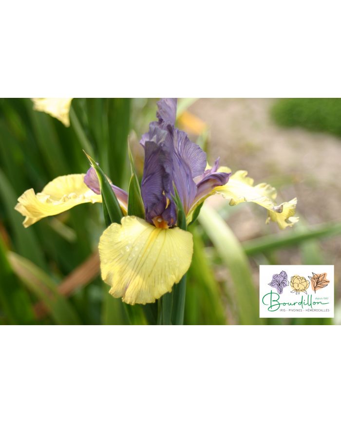 Iris : Steely Don