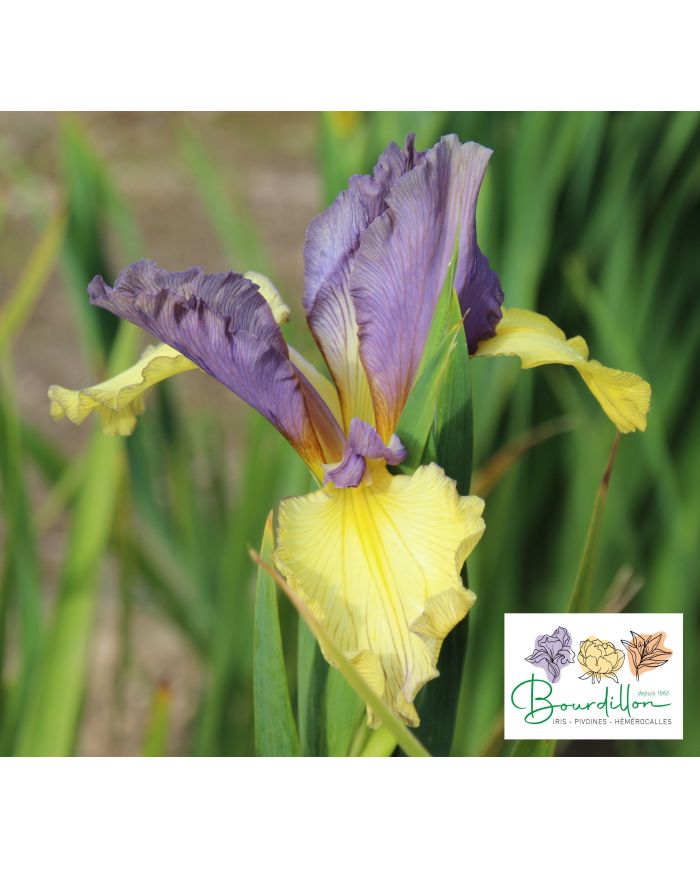 Iris : Steely Don