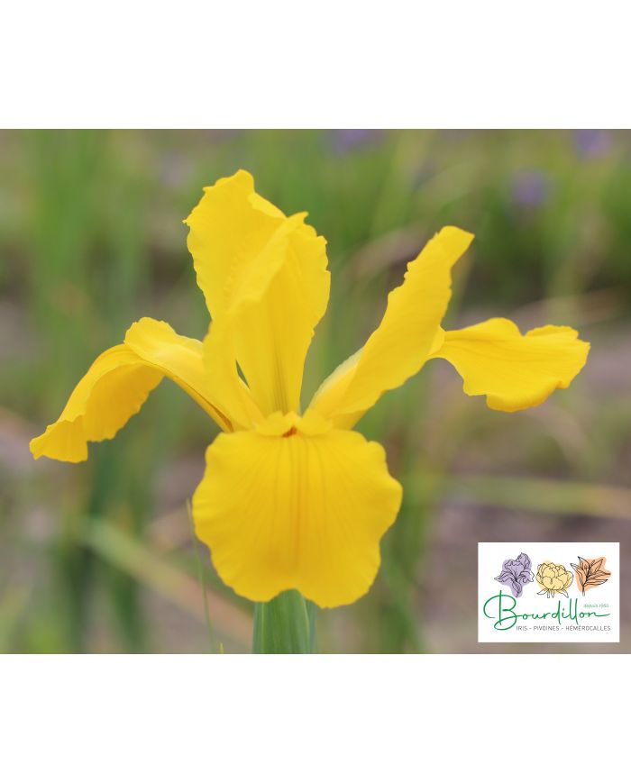 Iris : Saint Patrick's Gold