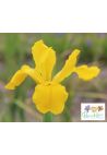 Iris : Steely Don