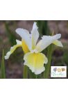 Iris : Speeding Star