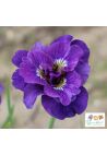 Iris : Imperial Opal