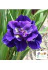 Iris : Lorena Cronin
