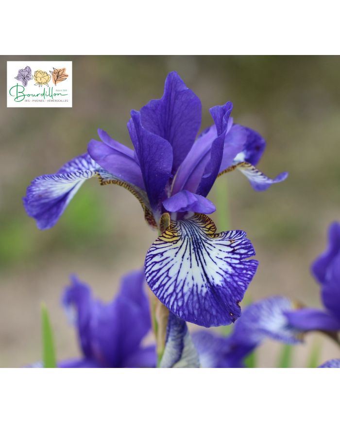 Iris : Lorena Cronin