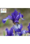 Iris : Kaboom