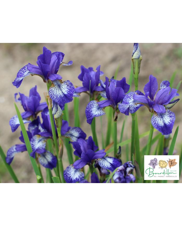 Iris : Lorena Cronin