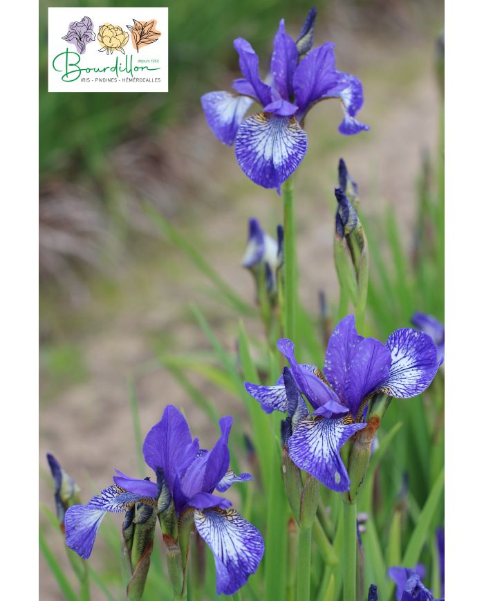 Iris : Lorena Cronin
