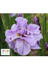 Iris : Summer Revels