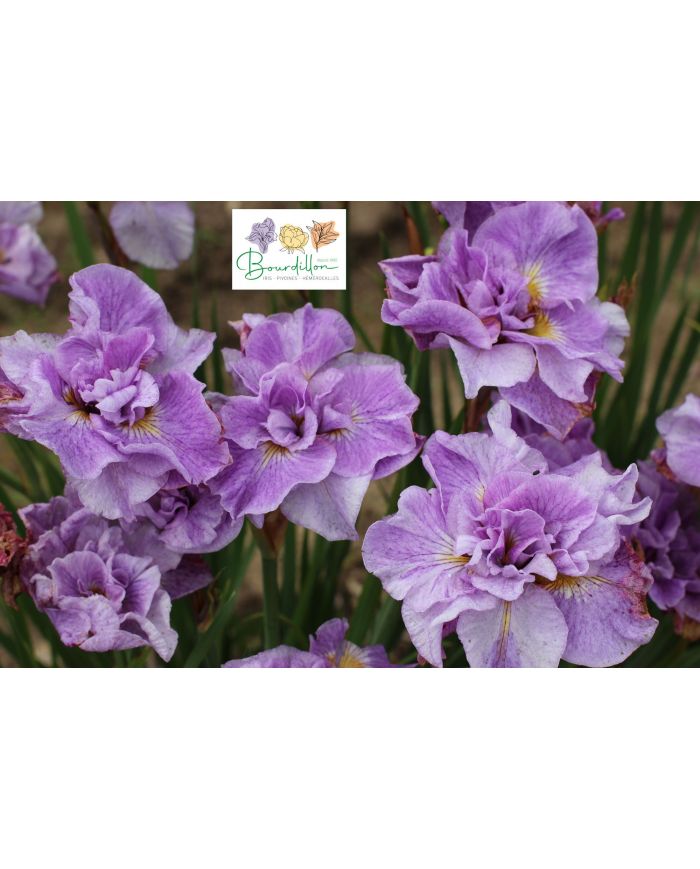 Iris : Rigamarole