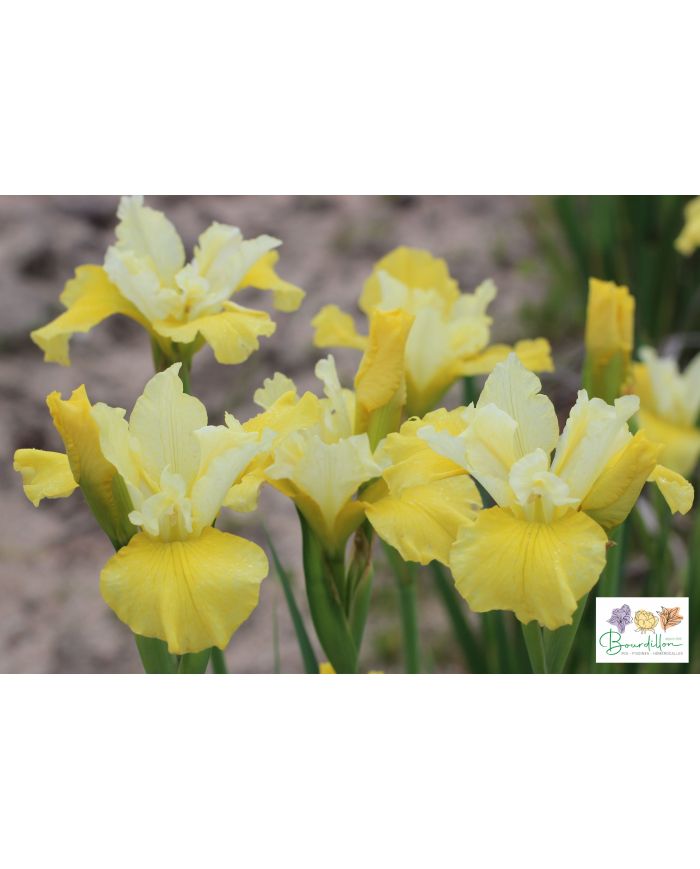 Iris : Summer Revels